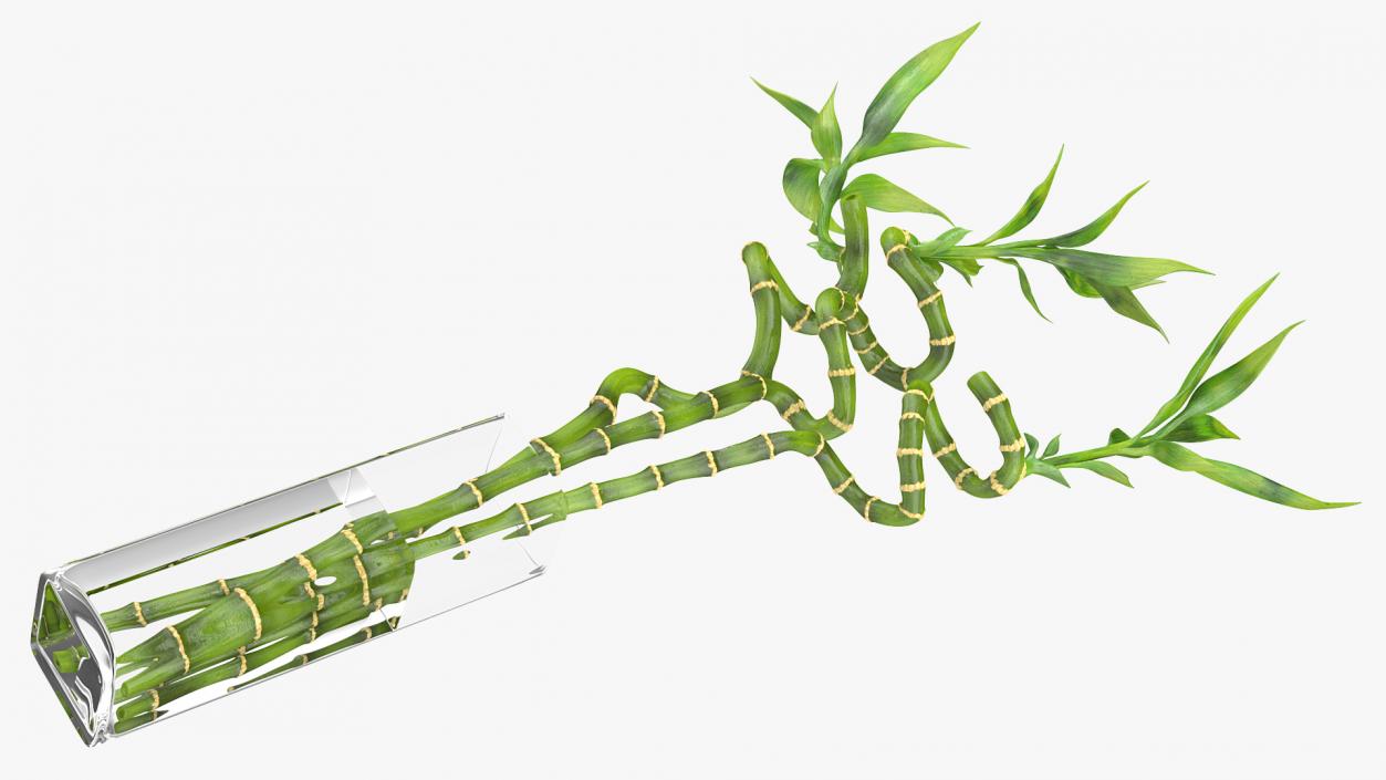 3D model Lucky Bamboo Bouquet