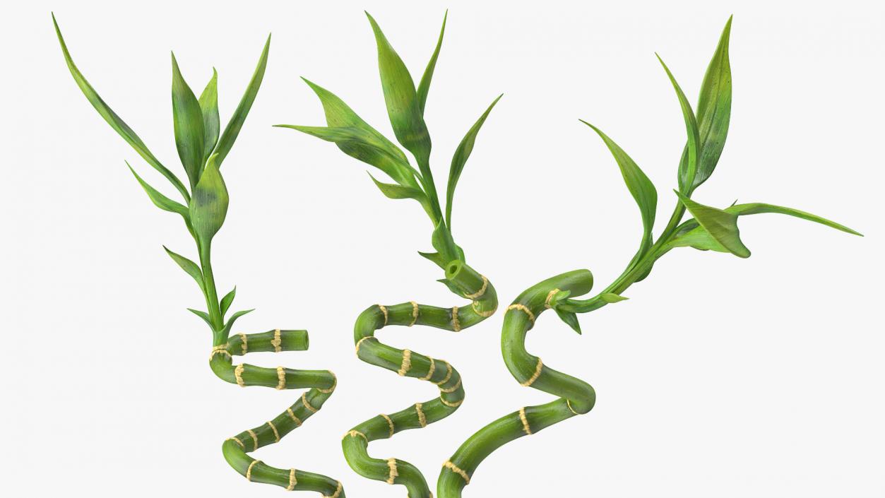 3D model Lucky Bamboo Bouquet