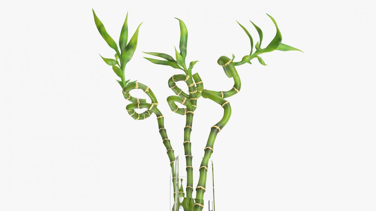 3D model Lucky Bamboo Bouquet