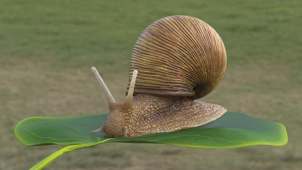 Garden Snail 3D