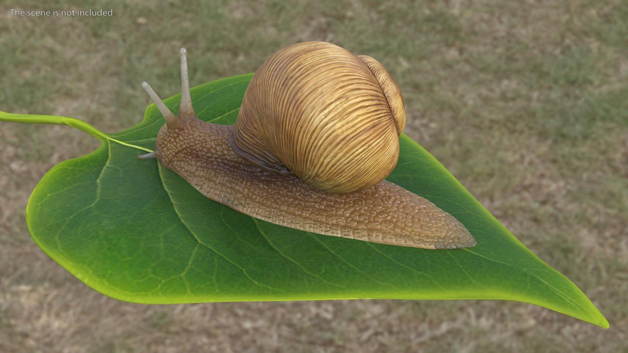 Garden Snail 3D