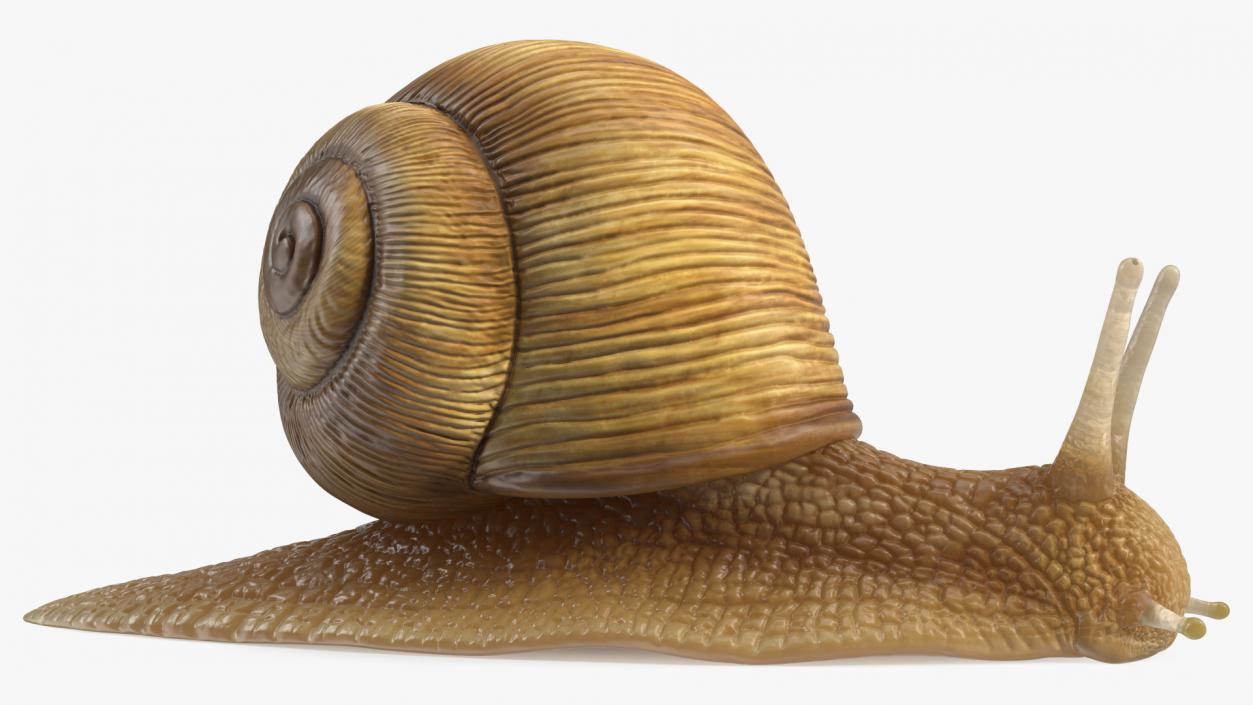 Garden Snail 3D