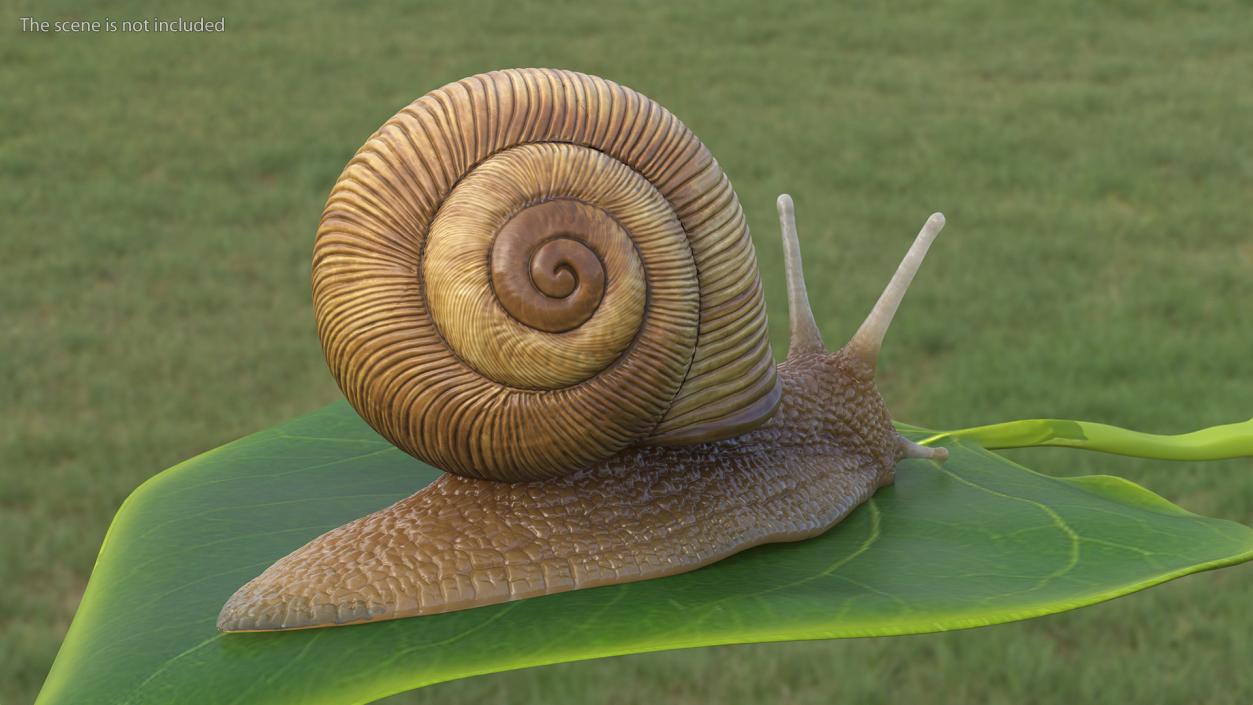 Garden Snail 3D