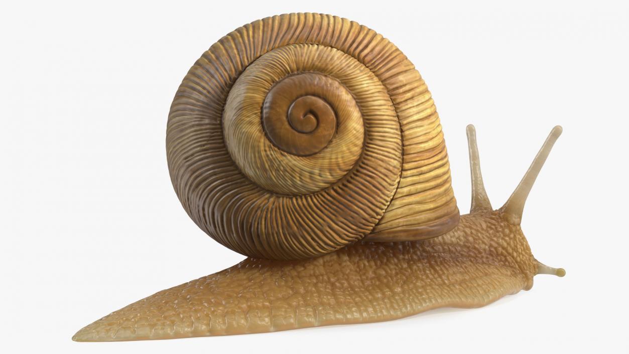 Garden Snail 3D