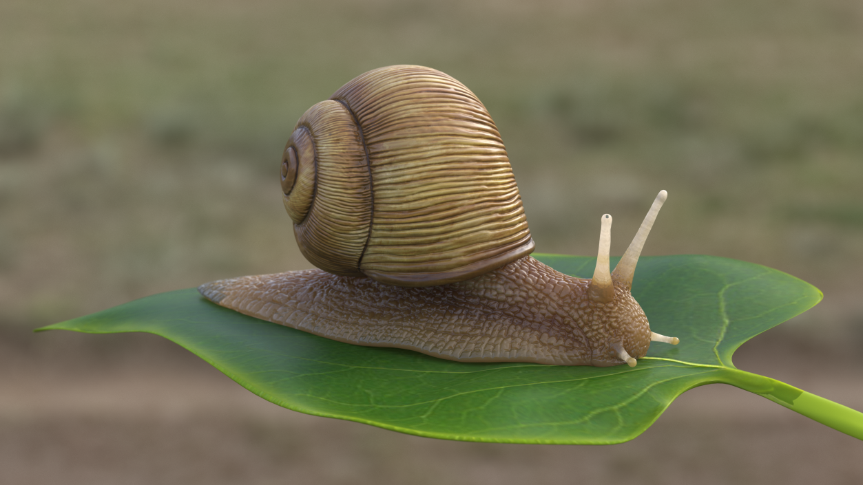 Garden Snail 3D