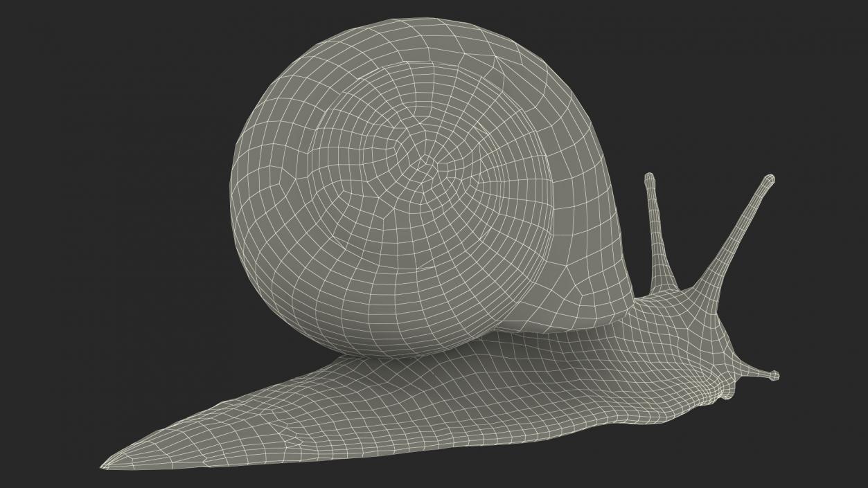 Garden Snail 3D