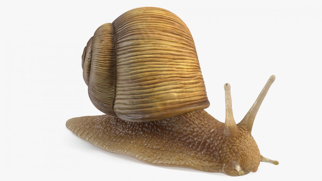 Garden Snail 3D