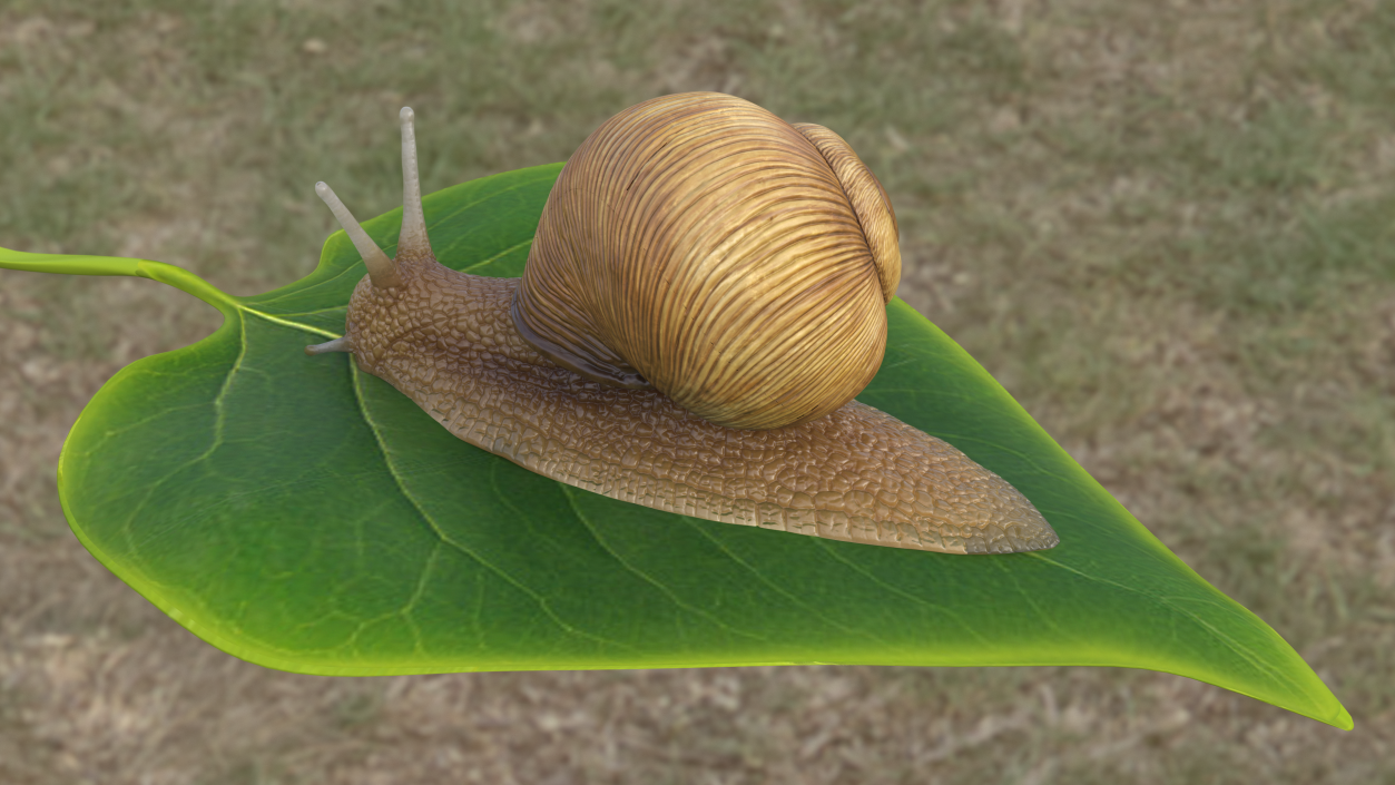 Garden Snail 3D