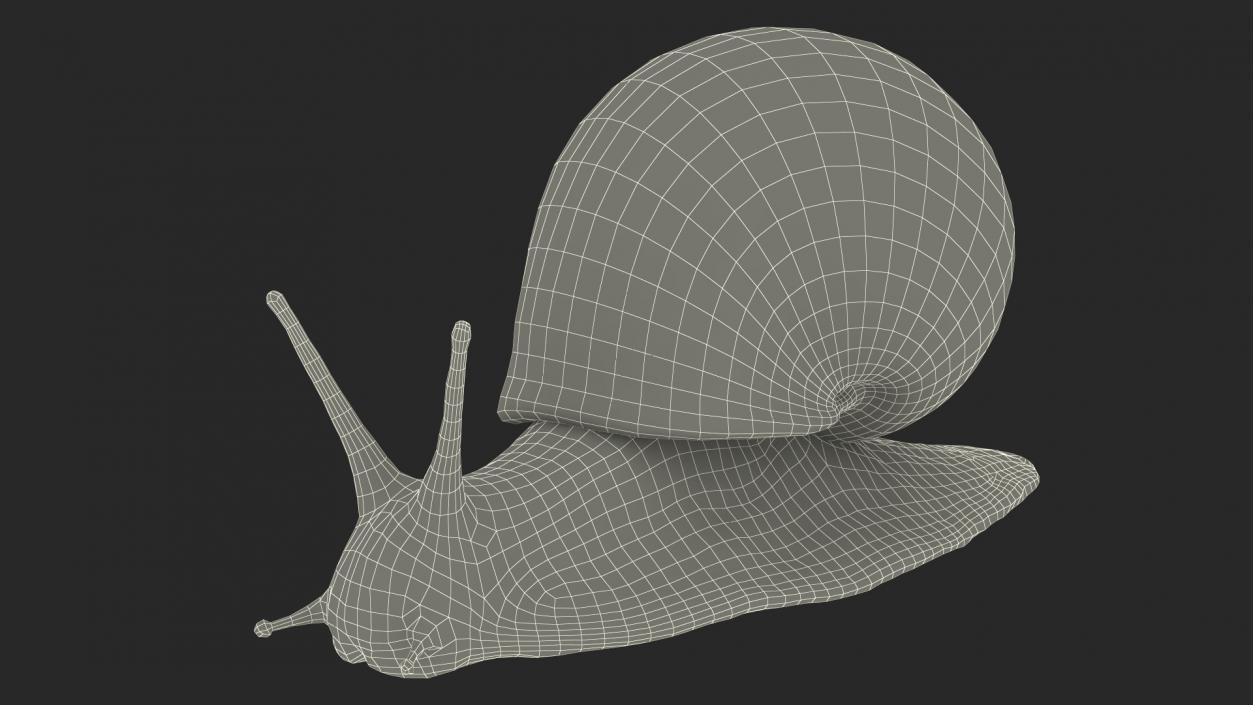 Garden Snail 3D