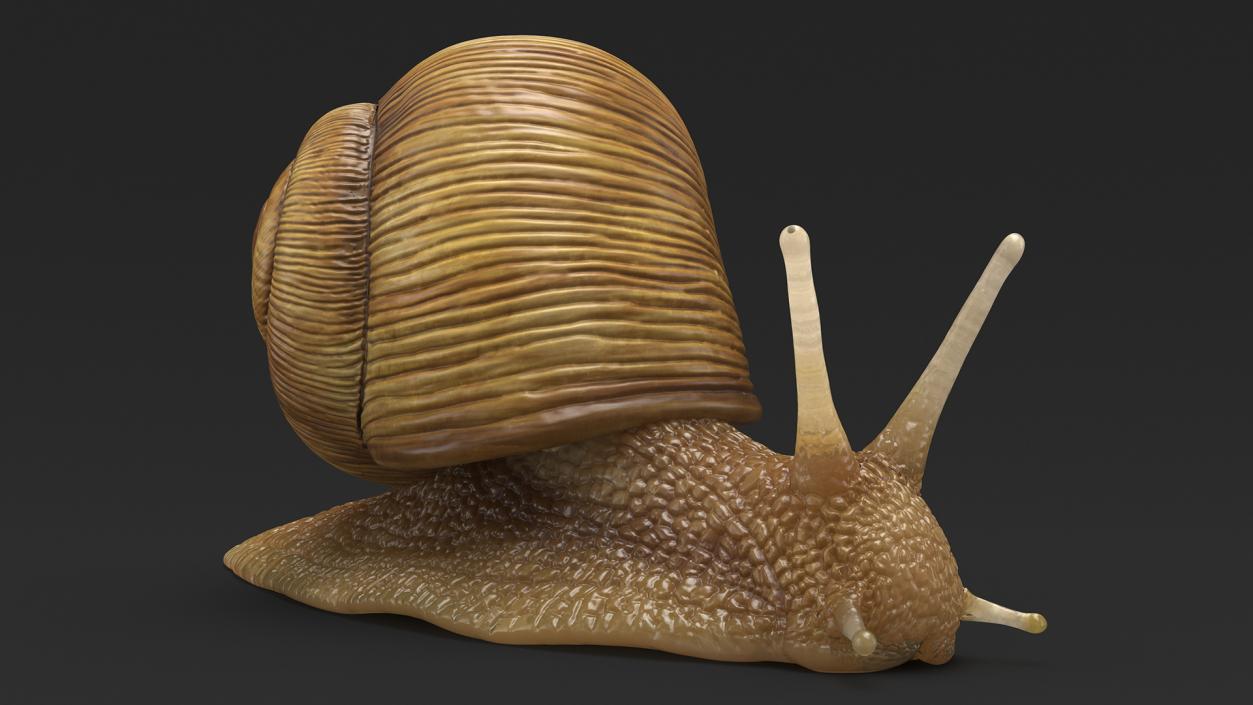 Garden Snail 3D