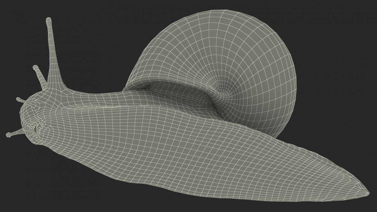 Garden Snail 3D