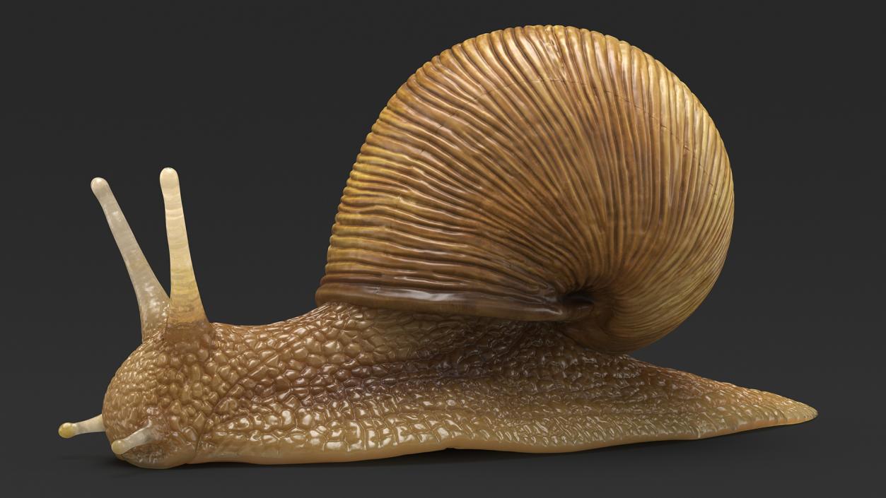 Garden Snail 3D