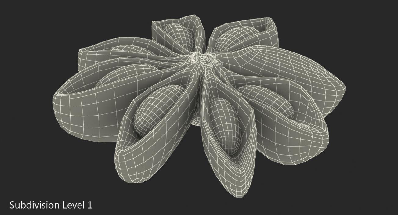 3D model Star Anise