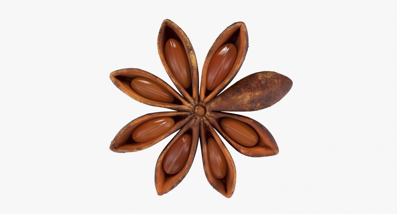 3D model Star Anise