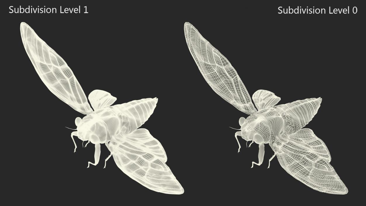 3D model Magicicada Septendecim Pose Takeoff