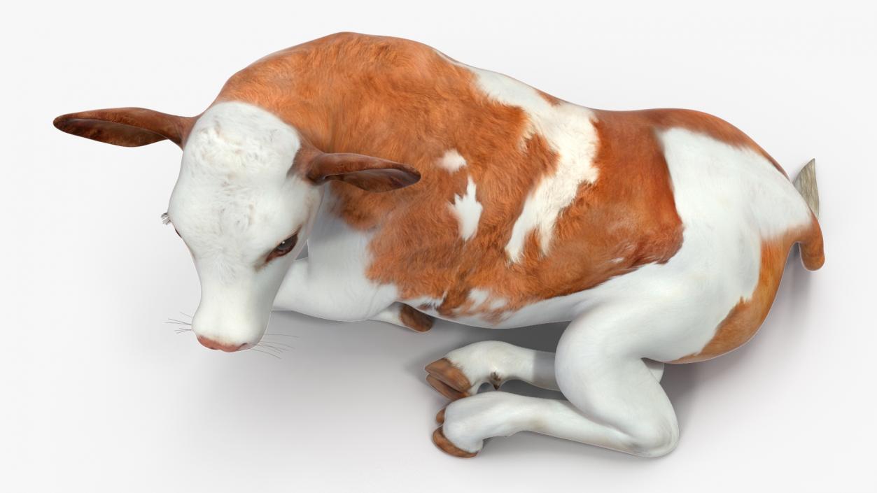 Cow Calf in Lying Pose 3D