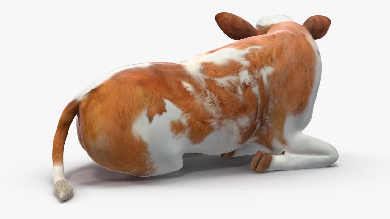 Cow Calf in Lying Pose 3D