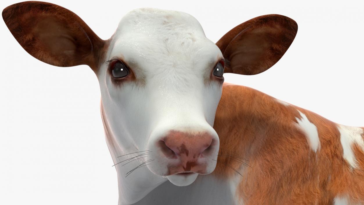 Cow Calf in Lying Pose 3D