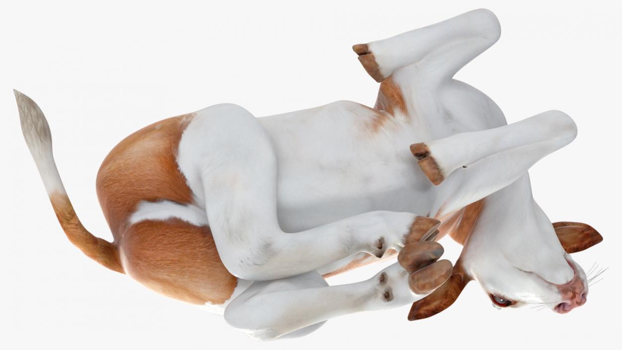 Cow Calf in Lying Pose 3D