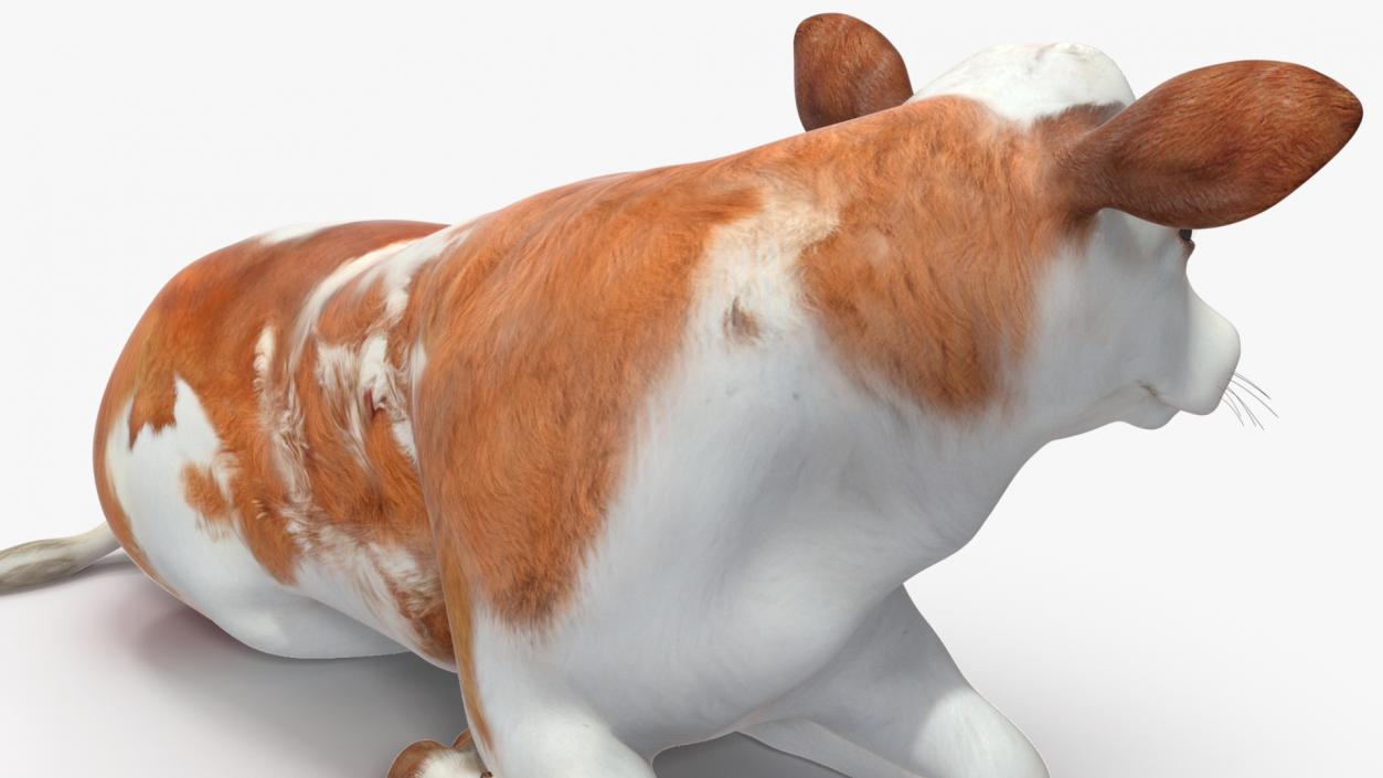 Cow Calf in Lying Pose 3D