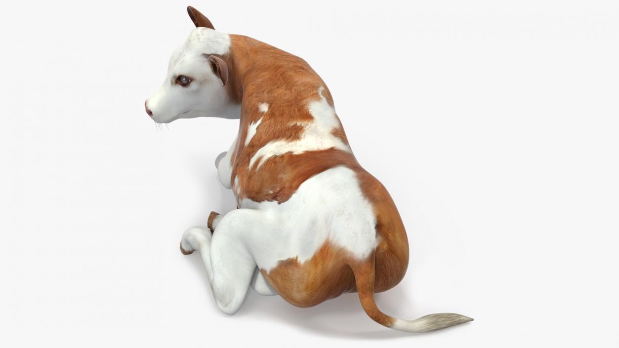 Cow Calf in Lying Pose 3D