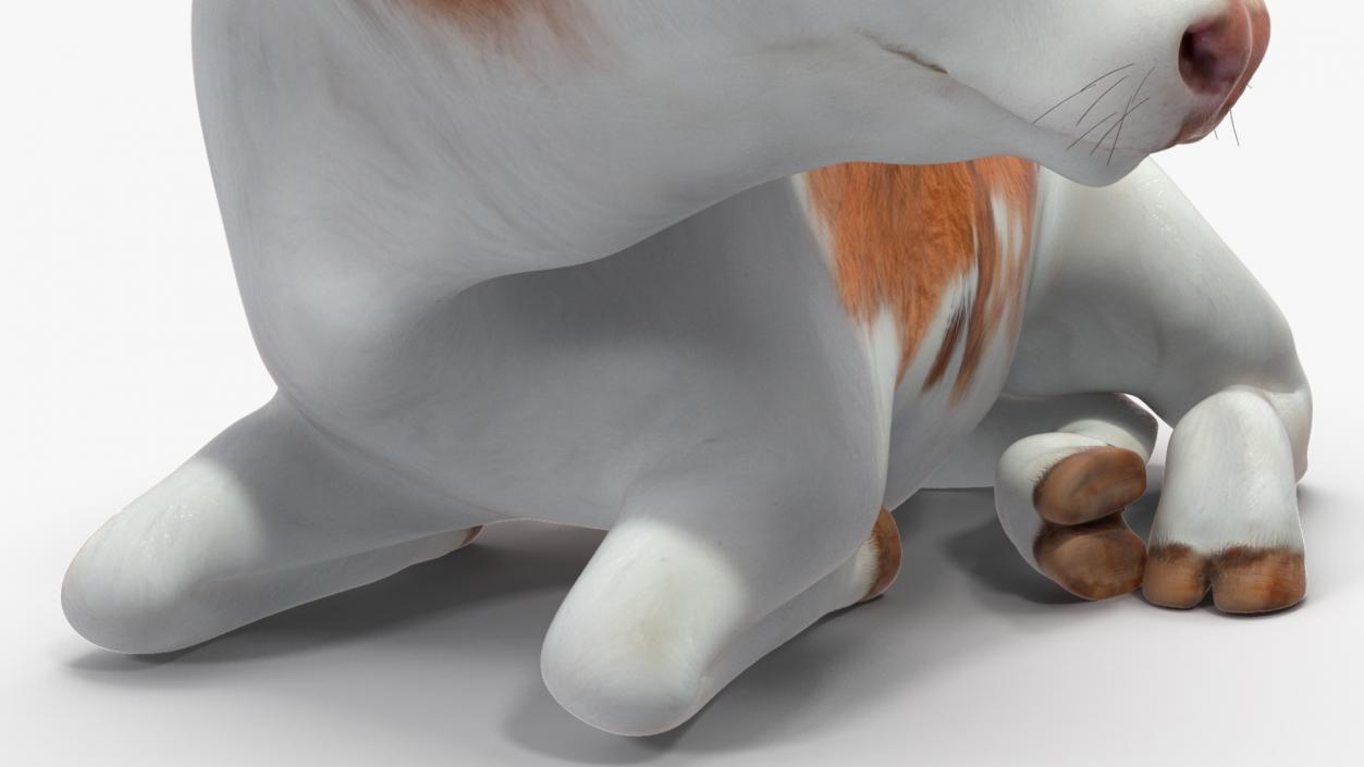 Cow Calf in Lying Pose 3D