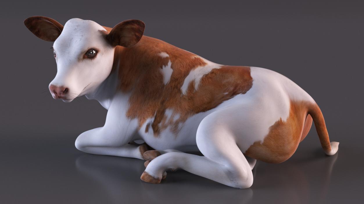 Cow Calf in Lying Pose 3D