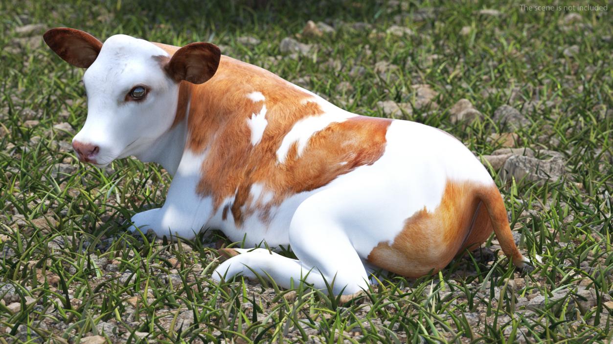 Cow Calf in Lying Pose 3D