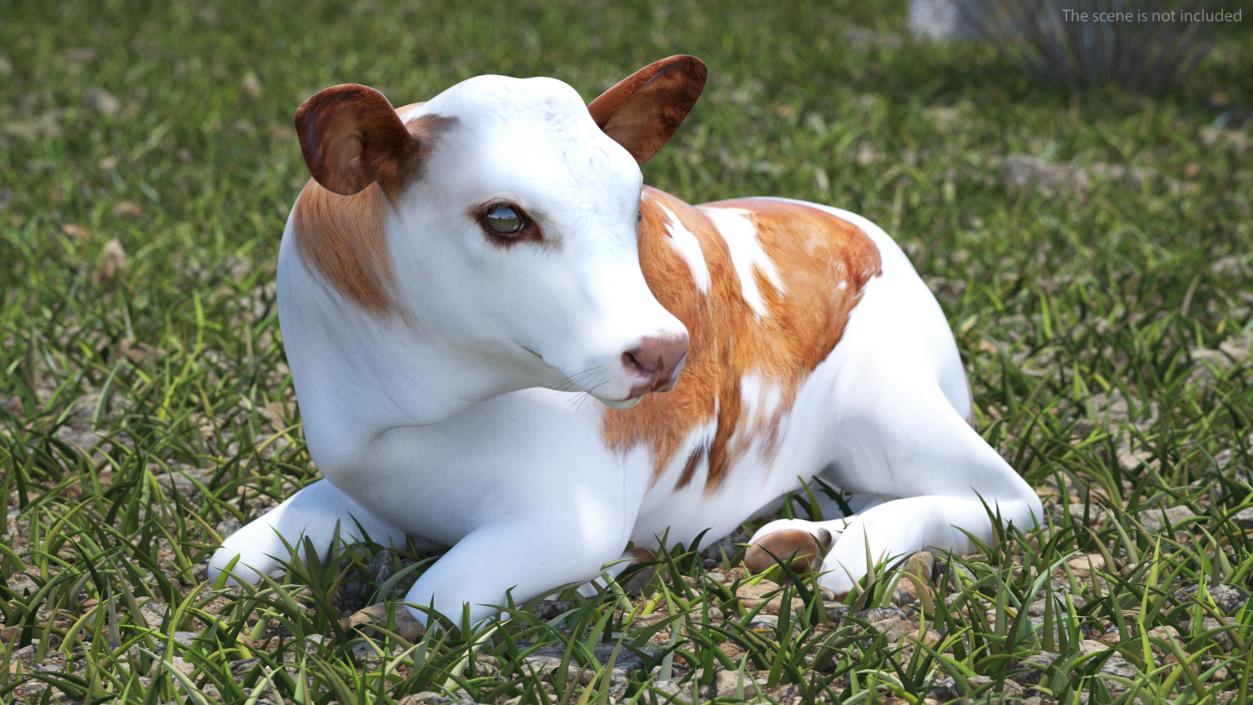 Cow Calf in Lying Pose 3D