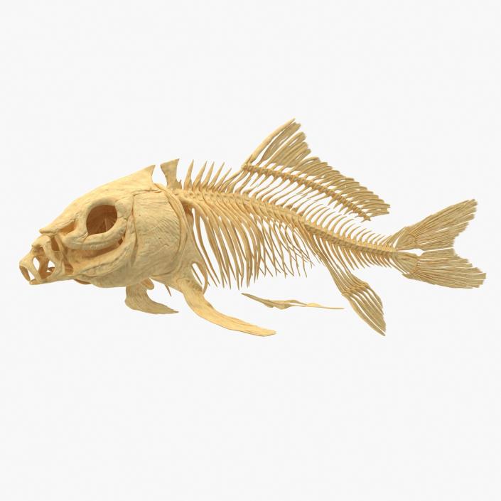 3D Carp Skeleton model