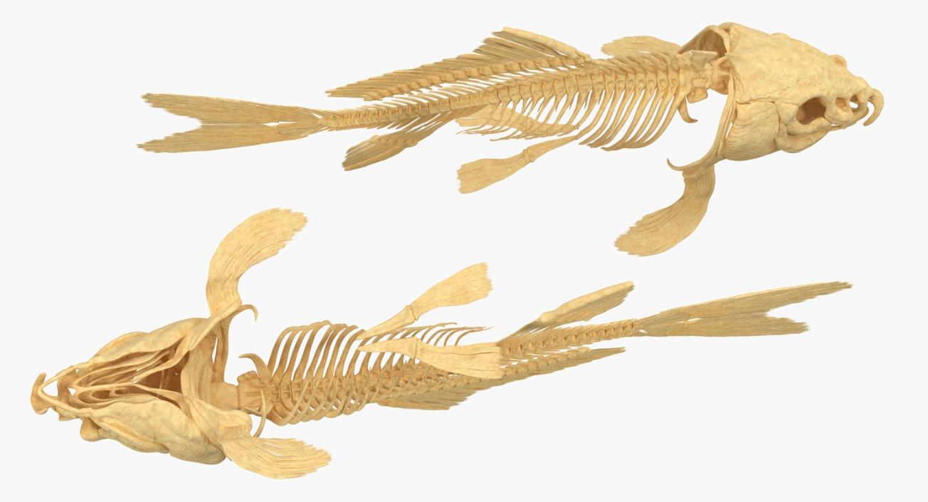 3D Carp Skeleton model