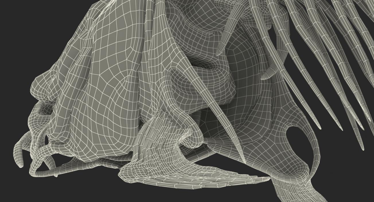 3D Carp Skeleton model