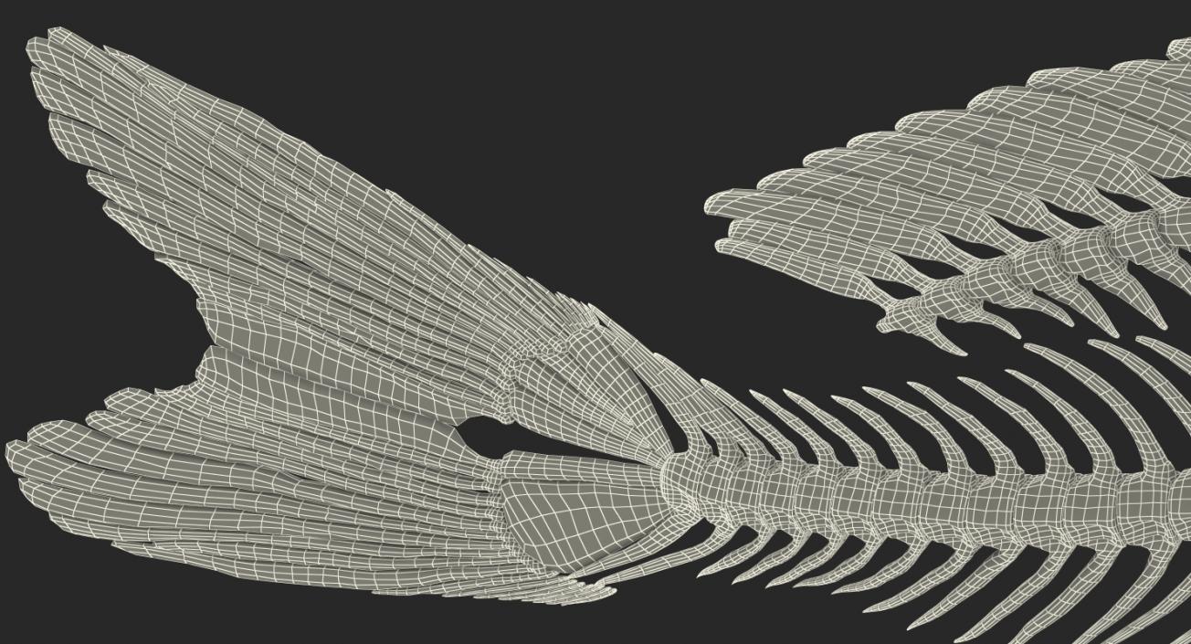 3D Carp Skeleton model