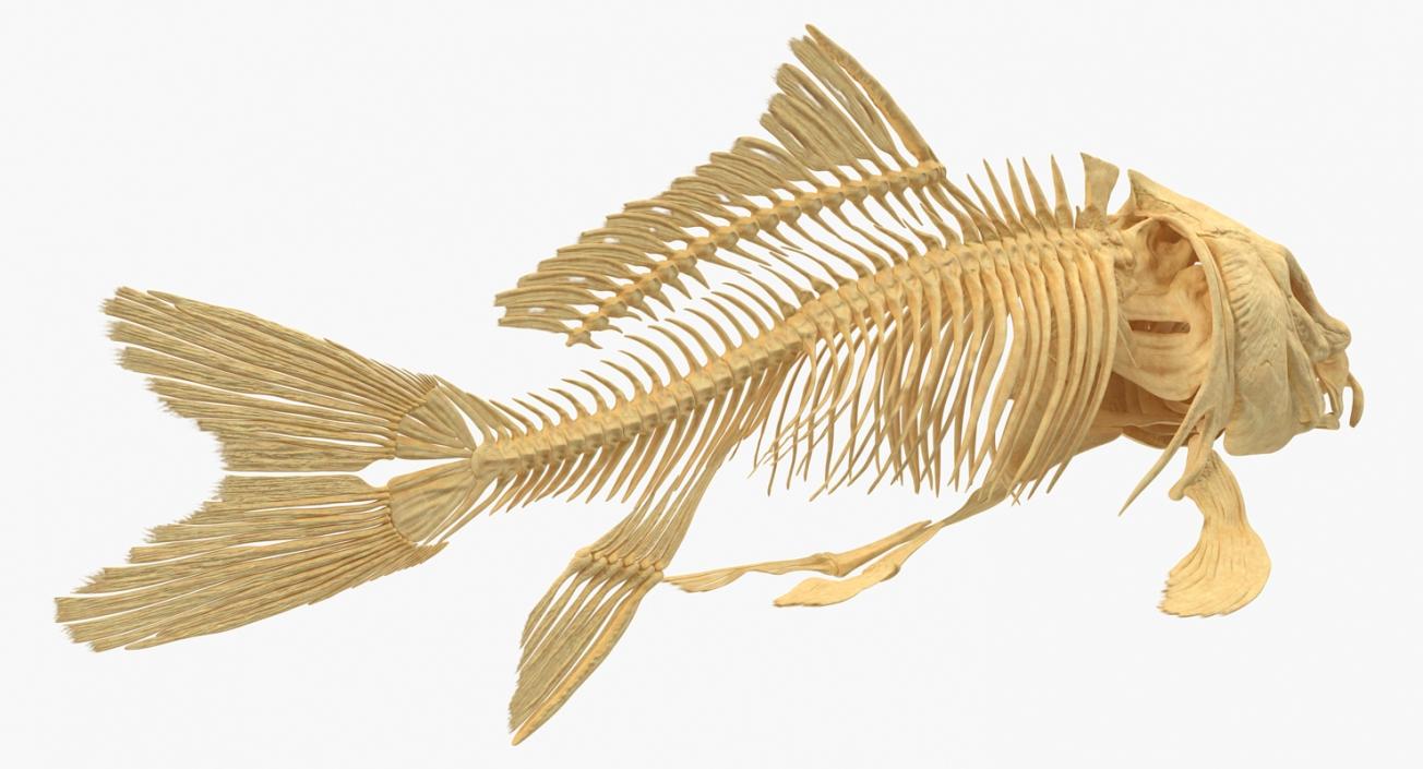 3D Carp Skeleton model