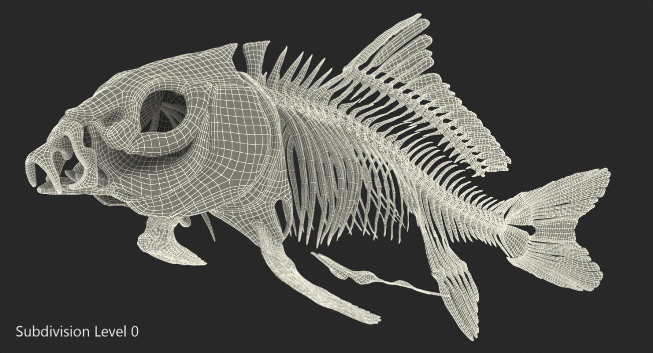 3D Carp Skeleton model