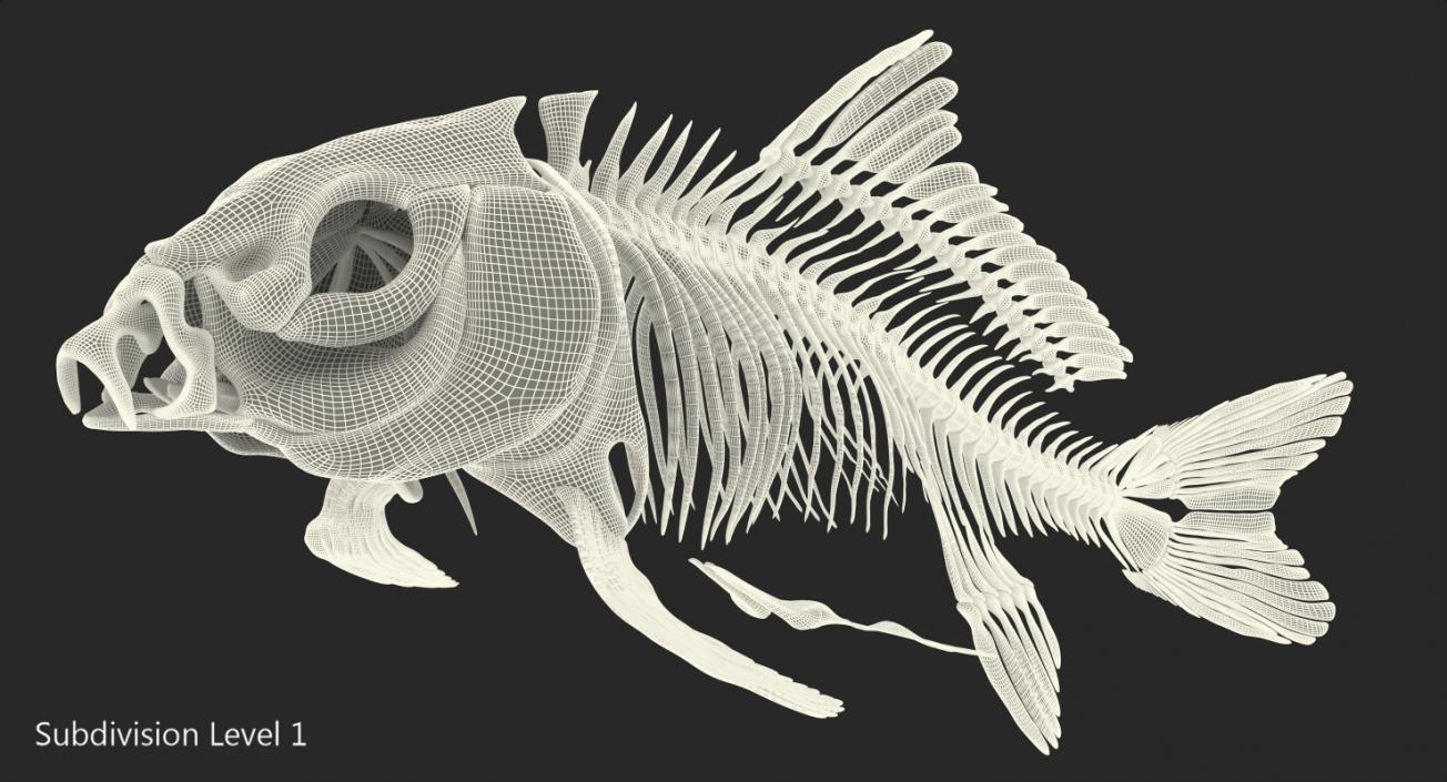 3D Carp Skeleton model