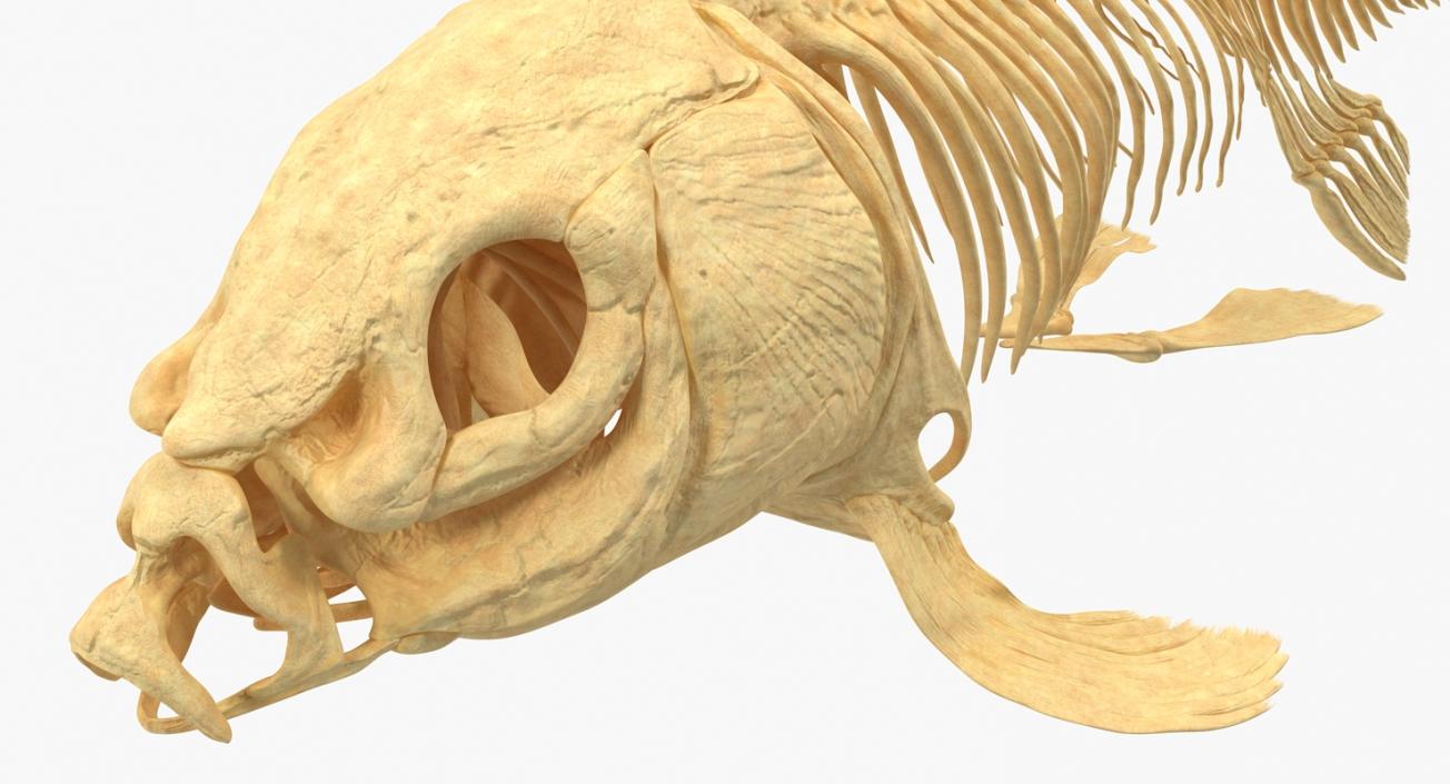 3D Carp Skeleton model