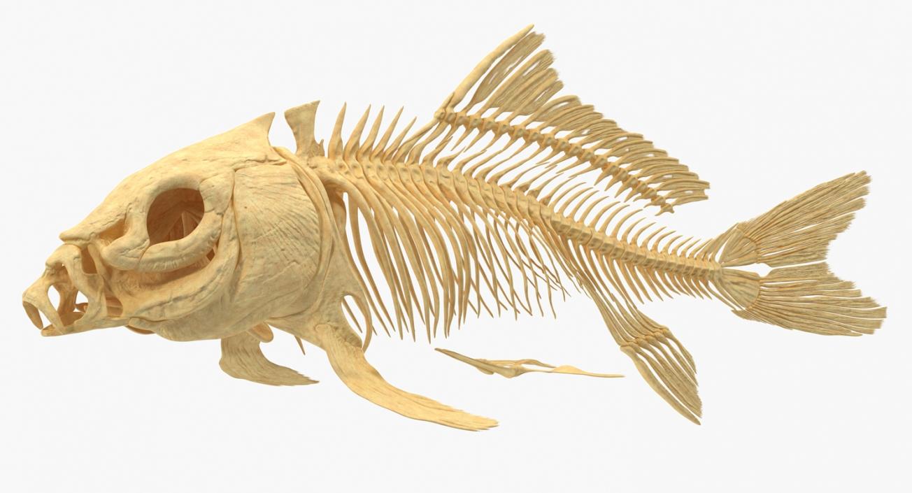 3D Carp Skeleton model