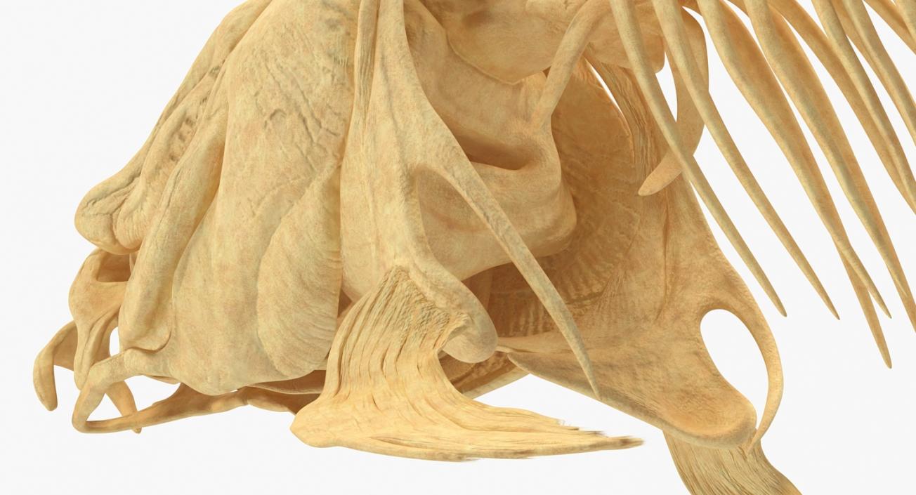 3D Carp Skeleton model