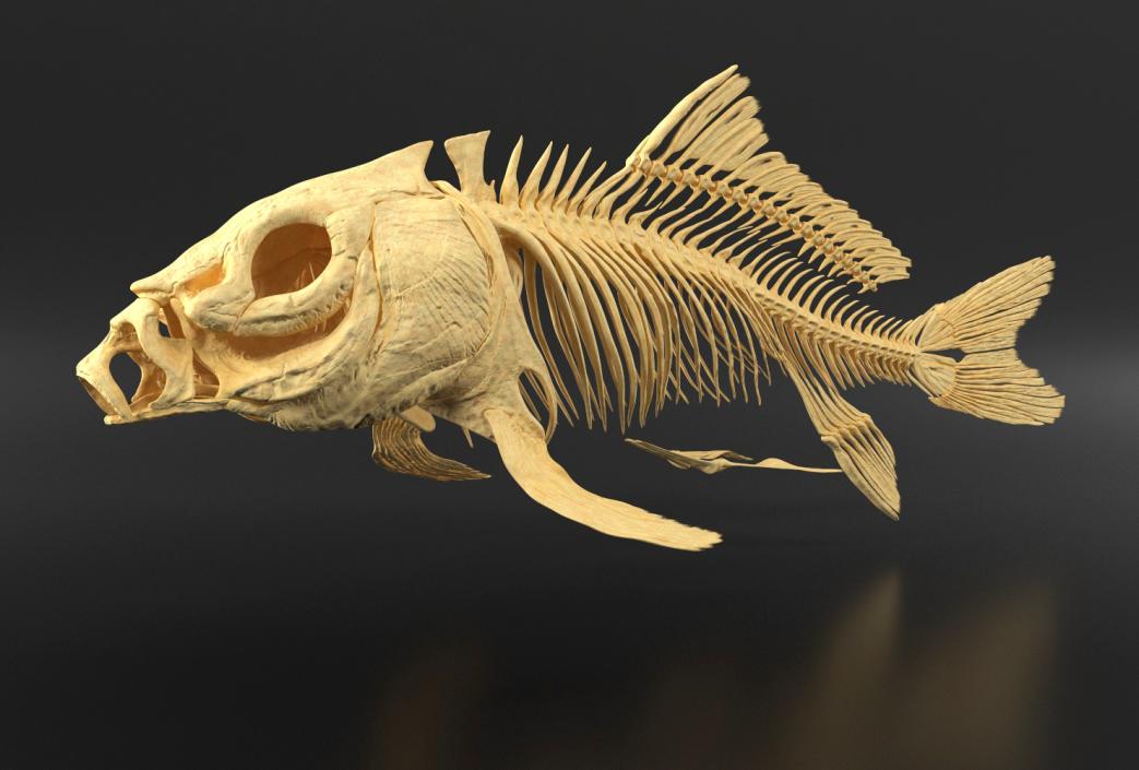 3D Carp Skeleton model