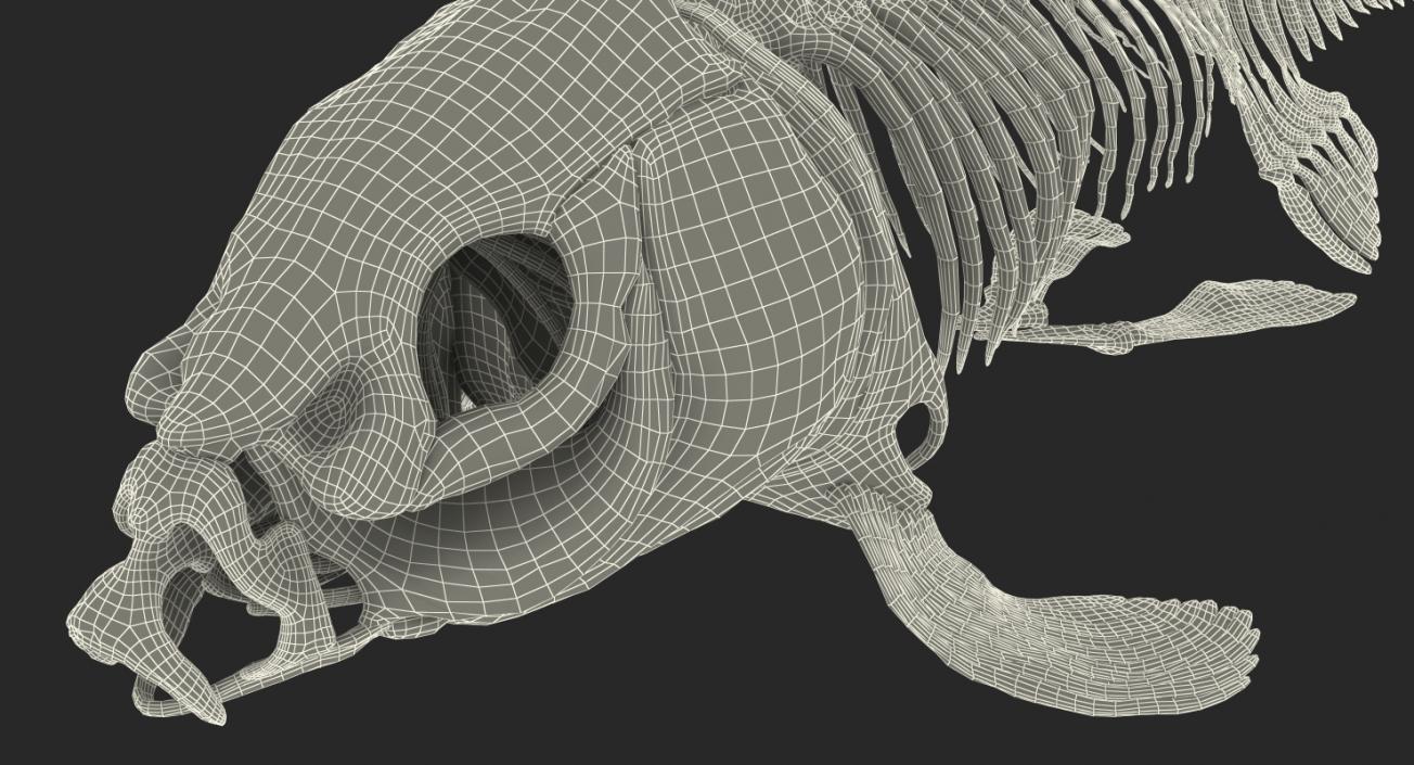 3D Carp Skeleton model