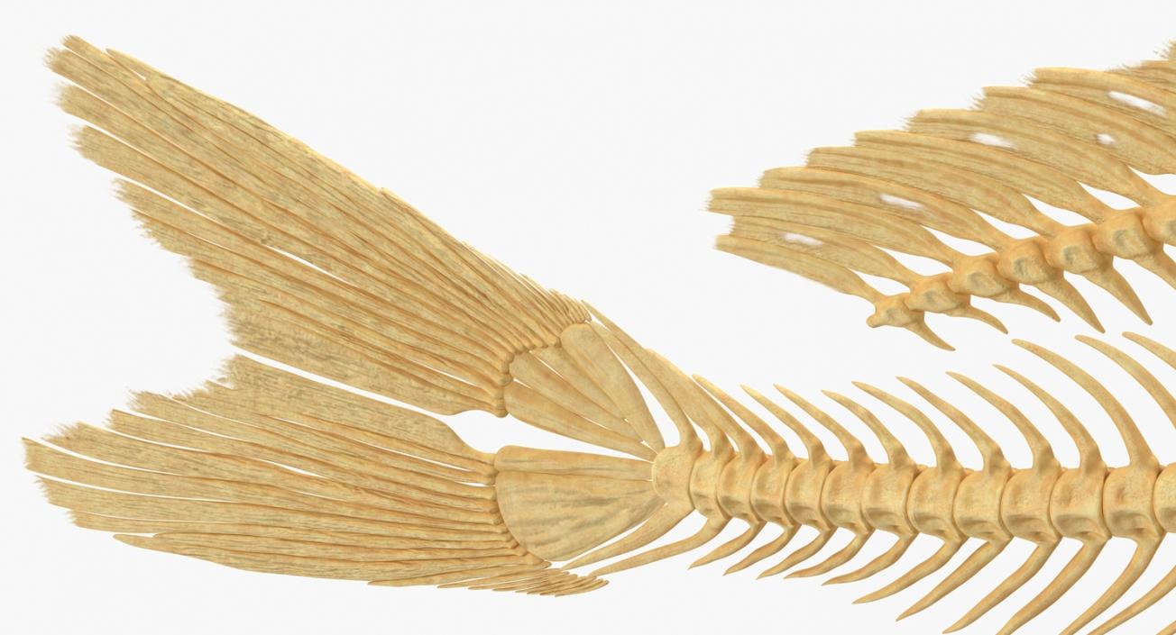 3D Carp Skeleton model