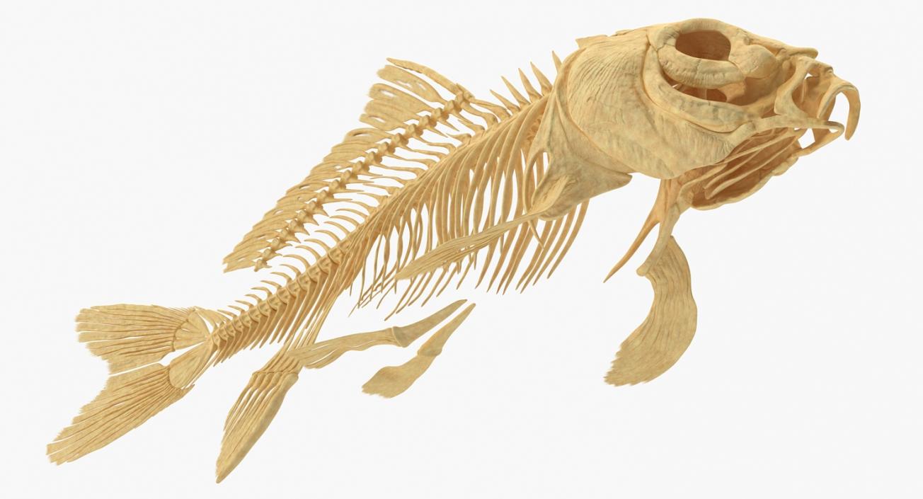 3D Carp Skeleton model