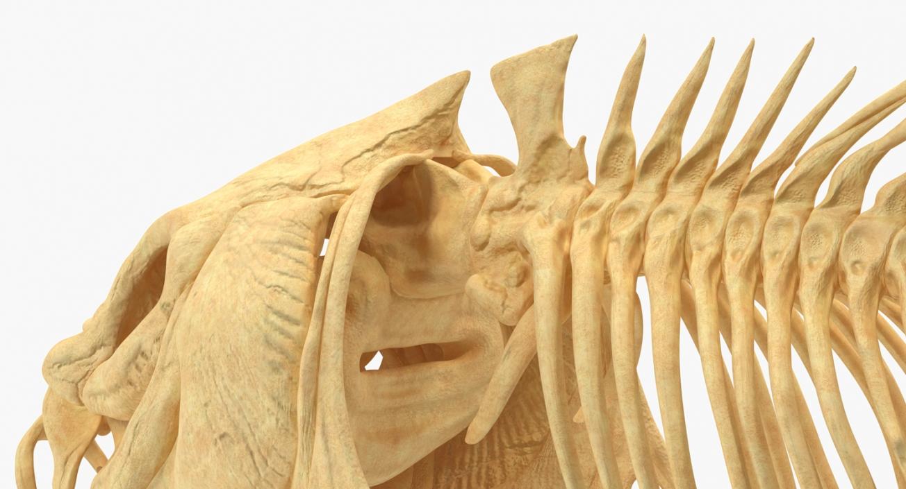 3D Carp Skeleton model