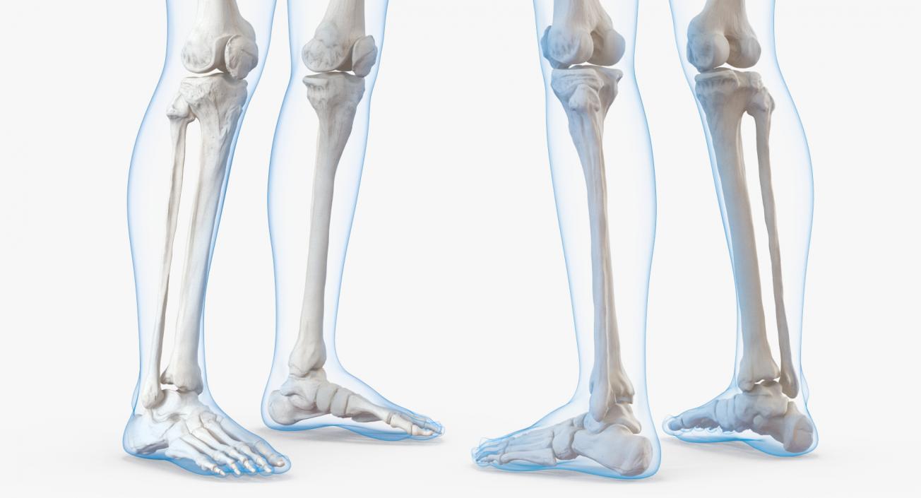 3D Male  and Female Bodies with Skeletons Rigged Collection