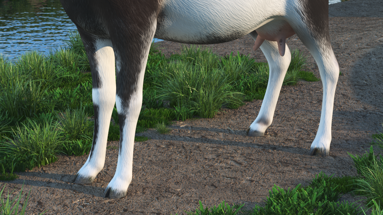 3D Domestic Goat model