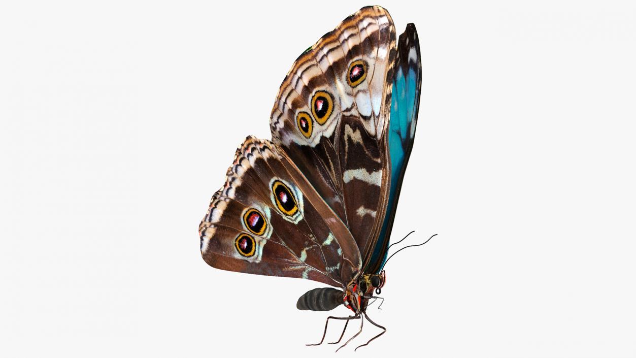 Animated Morpho Peleides Butterfly Flies Rigged 3D