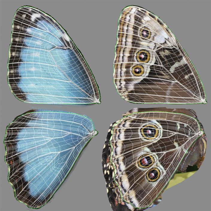 Animated Morpho Peleides Butterfly Flies Rigged 3D