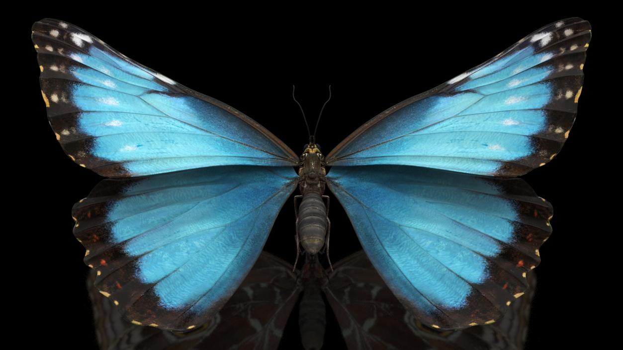 Animated Morpho Peleides Butterfly Flies Rigged 3D