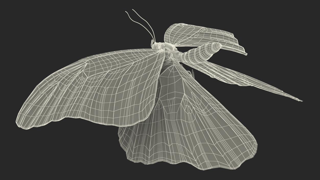 Animated Morpho Peleides Butterfly Flies Rigged 3D